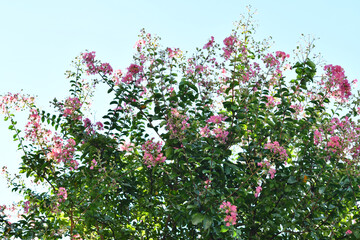 ピンク色の樹木の花　　サルスベリ