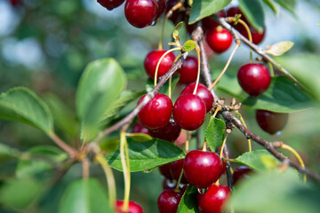 Fototapeta premium wiśnia charty owoce, red fruit, sad ogród Prunus natura przyroda piękno natury lato nature summer sunny