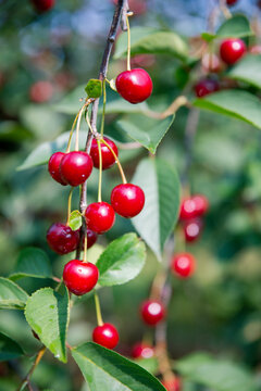 wiśnia charty owoce, red fruit, sad ogr&oacute;d  Prunus natura przyroda piękno natury lato nature summer sunny