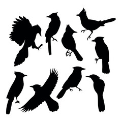 Blue jay birds silhouette stencil templates - 652264381