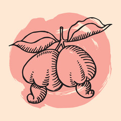 cashewnut fruit with branch hand drawing illustration vector