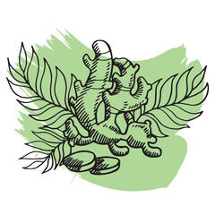 ginger with leaves hand drawing isolated  vector illustration 