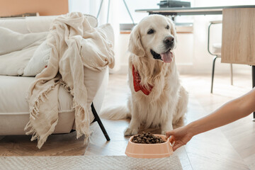 Portrait of cute adorable golden retriever dog sitting on floor waiting to eat healthy dry food at...