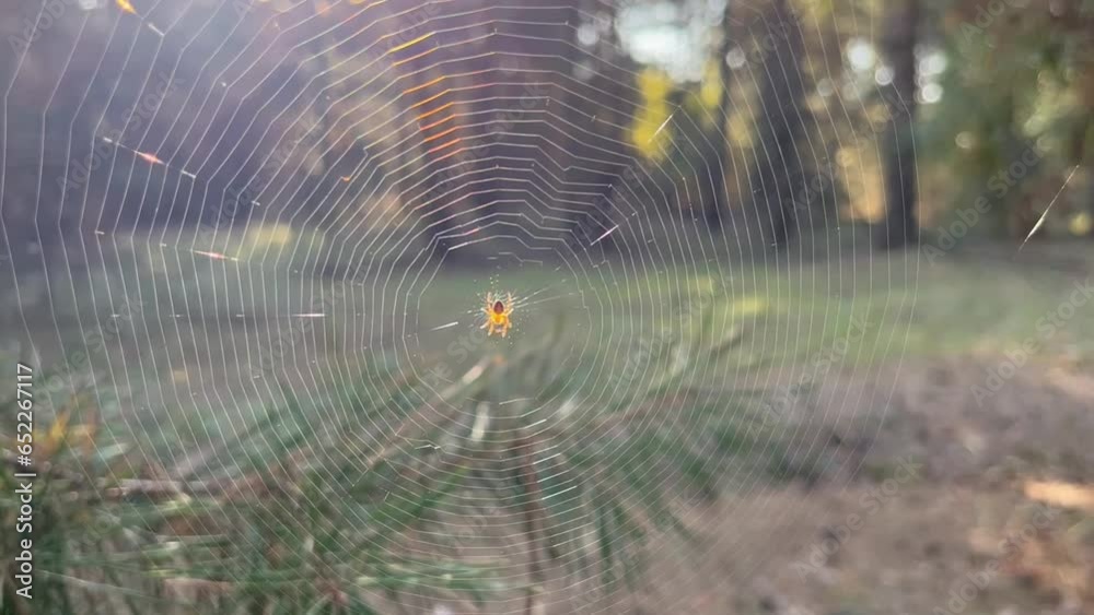 Wall mural a spider on a beautiful, smooth web. spider's web in sunlight. web with a spider in the sunlight in 