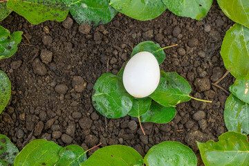 organic egg on green leaves, Fresh farm eggs concept.