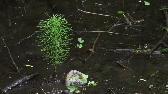 Equisetum telmateia, northern giant horsetail,   equisetum, horsetail,  bog, pet,  v