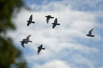 Flock of flying birds against a blurry cloudy day