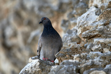 Closeup shot of a pigeon on a rocky surface