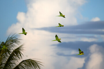 Flock of macaws flying in the sky on a sunny day