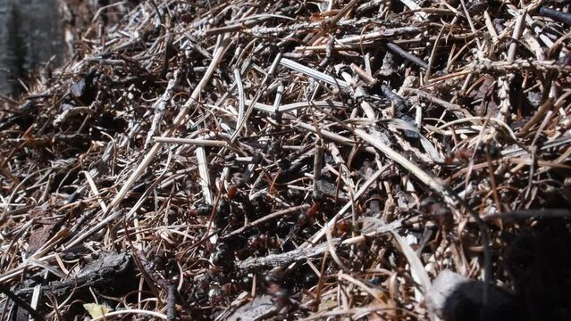 anthill , ants,  mountain, Formica rufa, Gran Paradiso National Park, Italy, Cogne