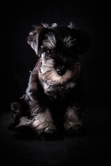 Cute purebred puppy in dark studio