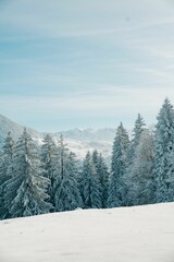 Idyllic winter scene of a small hillside with evergreen trees dusted in sparkling snow