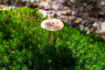 grzyb mushroom mech ściółka leśna autumn jesień  las w lesie forest natura przyroda piękno...