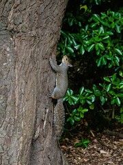 Vertical closeup of a furry squirrel climbing up the tree trunk