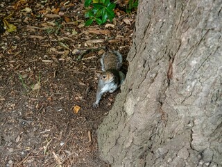 Closeup of a furry squirrel climbing up the tree trunk