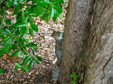 Closeup of a furry squirrel climbing up the tree trunk