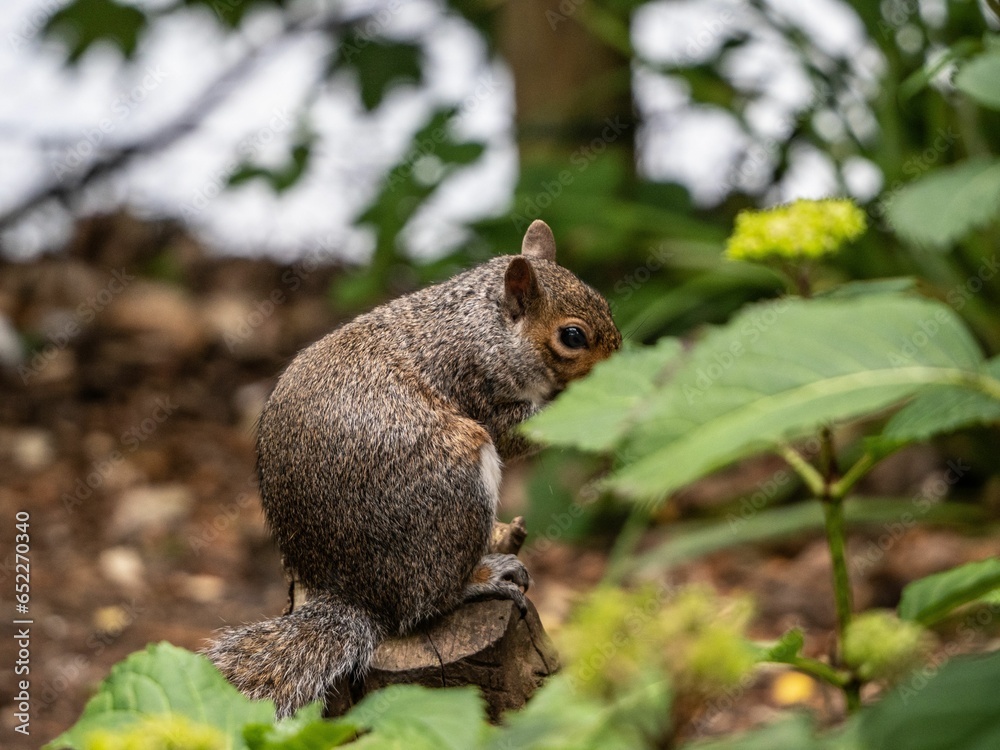 Wall mural closeup shot of a cute brown squirrel standing on a wooden branch