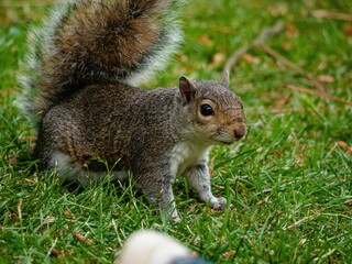 Closeup shot of a cute brown squirrel running around on a green grassy field