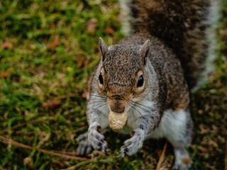Naklejka na ściany i meble Closeup shot of a cute brown squirrel eating a nut on a green grassy field