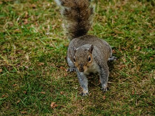Closeup shot of a cute brown squirrel running around on a green grassy field