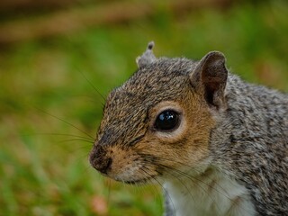 Closeup shot of the adorable face of a brown squirrel
