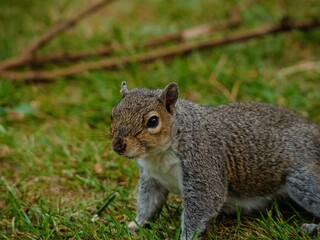 Naklejka na ściany i meble Closeup shot of a cute brown squirrel running around on a green grassy field