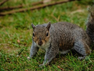 Naklejka na ściany i meble Closeup shot of a cute brown squirrel running around on a green grassy field