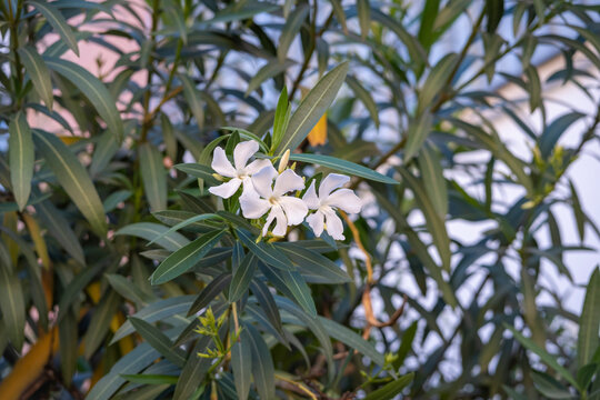 Flowers of Nerium oleander also known as Rose laurel, adelfa blanca etc. Decorative or ornamental plant grown in gardens.
