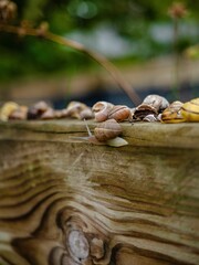 Vertical selective focus of a snail on a wooden bench