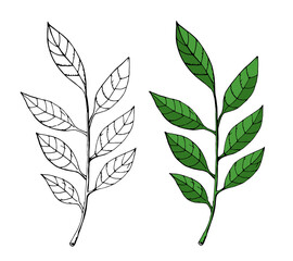 Branch with green leaves. Picture for coloring. Branch drawn in sketch style. Vector clipart.