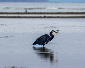 Great blue heron stands in the shallow water eating a fish with blue background