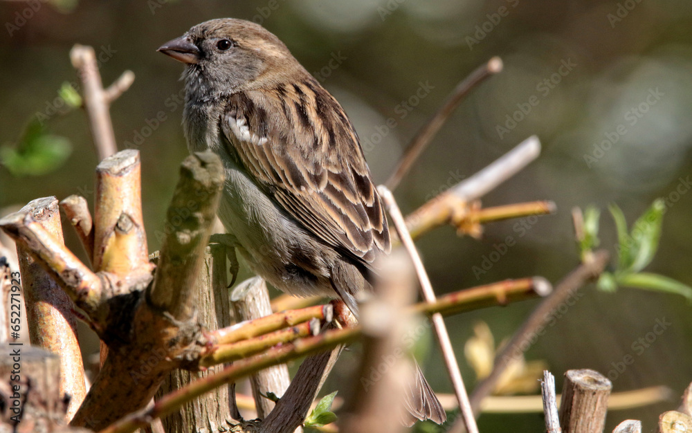 Wall mural a sparrow bird standing on a branch of a tree