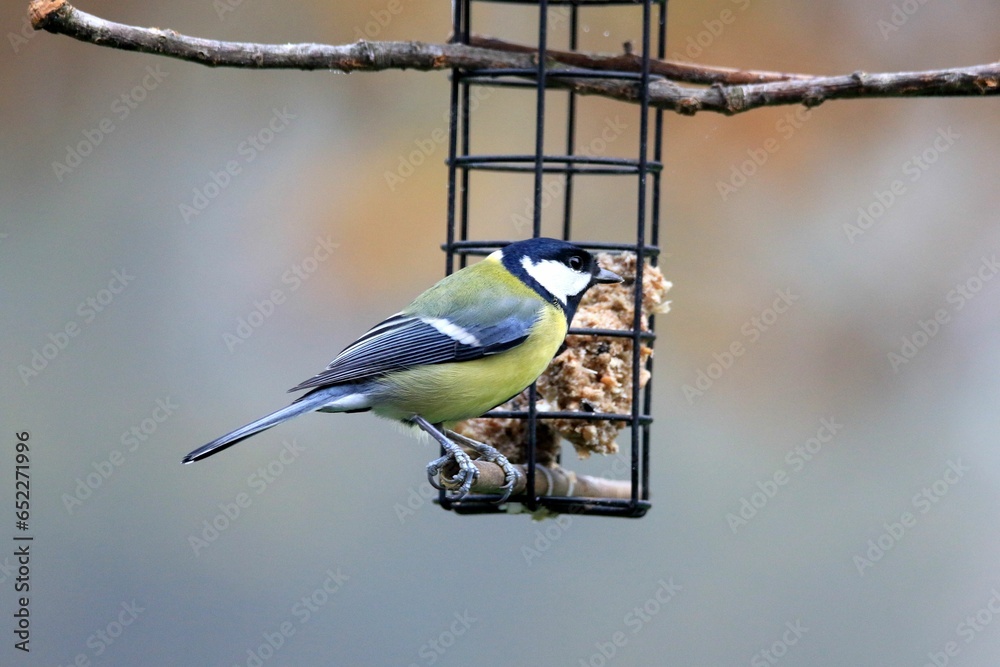 Canvas Prints Selective focus shot of a great tit bird perched on a bird feeder