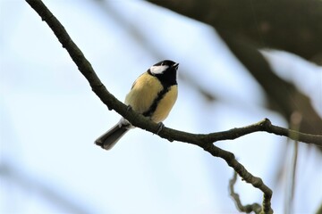A green tit bird standing on a branch of a tree