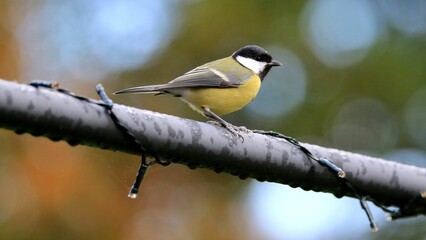 Obraz premium Beautiful view of a Great tit on the branch with blurred background