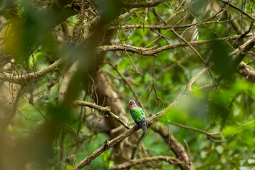 common emerald or asian emerald grey capped or green winged dove or pigeon bird in natural scenic green background in safari at pilibhit national park or tiger reserve forest uttar pradesh india