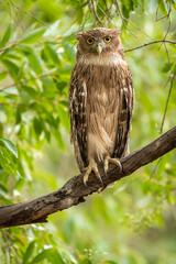 Brown fish owl or Bubo zeylonensis or Ketupa zeylonensis closeup perched on branch with eye contact in natural green wild background safari at ranthambore national park forest rajasthan india asia