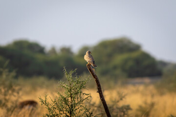 Common kestrel or european kestrel or Falco tinnunculus bird closeup perched in scenic grassland background during winter migration in tal chhapar blackbuck sanctuary churu rajasthan india asia