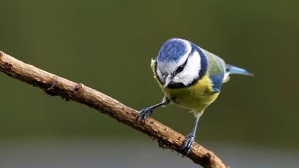 Fototapeta premium a blue and yellow bird perched on top of a branch