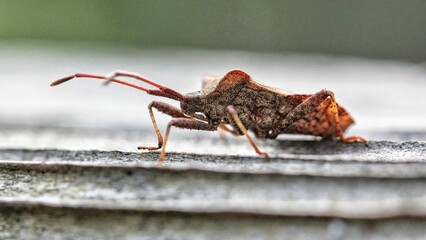 Isolated macro photograph of a brightly-colored insect perched atop a wooden surface
