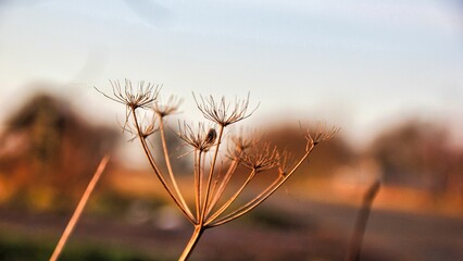 Closeup of a dried cow parsley plant in autumn.
