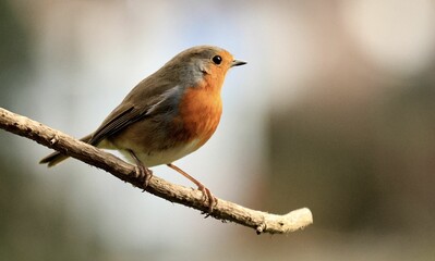 Closeup shot of a European robin bird perched atop a branch of a tree.