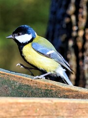 Beautiful great tit perched on a ledge near a lush green tree in a tranquil outdoor setting