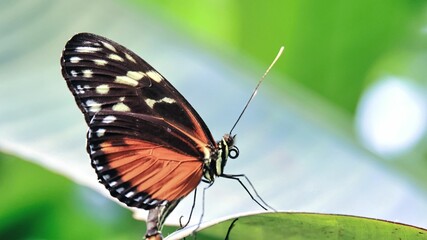 Vibrant tiger longwing butterfly perched on a lush green leaf