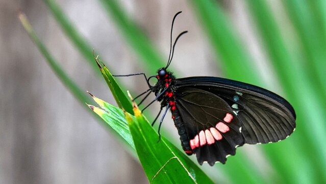 Elegant cattleheart butterfly perched atop a lush blade of grass