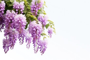 Fototapeta na wymiar Springtime wisteria vines adorned with blooms, a natural decoration that enhances the beauty of gardens.
