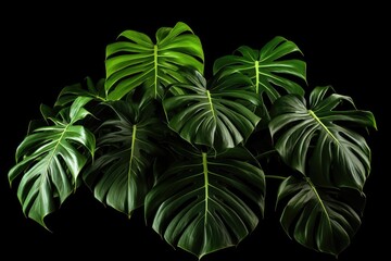 A modern and abstract square composition featuring the intricate and elegant patterns of green monstera leaves against a black background.