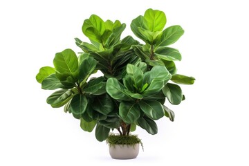 A vibrant and lush houseplant with glossy green leaves, adding a touch of natural beauty to a modern home.