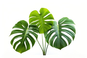 A close-up of a single green Monstera leaf, showcasing its intricate patterns and natural beauty against a white background.