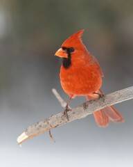 Northern cardinal perched on a thin branch.